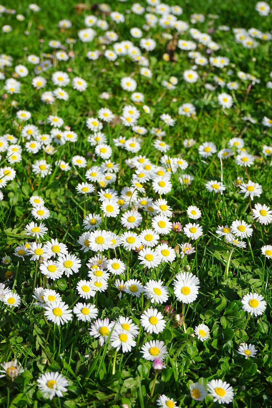 daisy, flower, blossom, bloom, white, bellis philosophy, multiannual daisy HD wallpaper