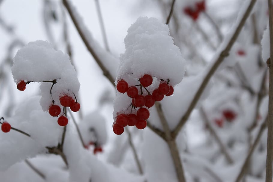 snow, berries, red, trees, winter, cold temperature, frozen HD wallpaper