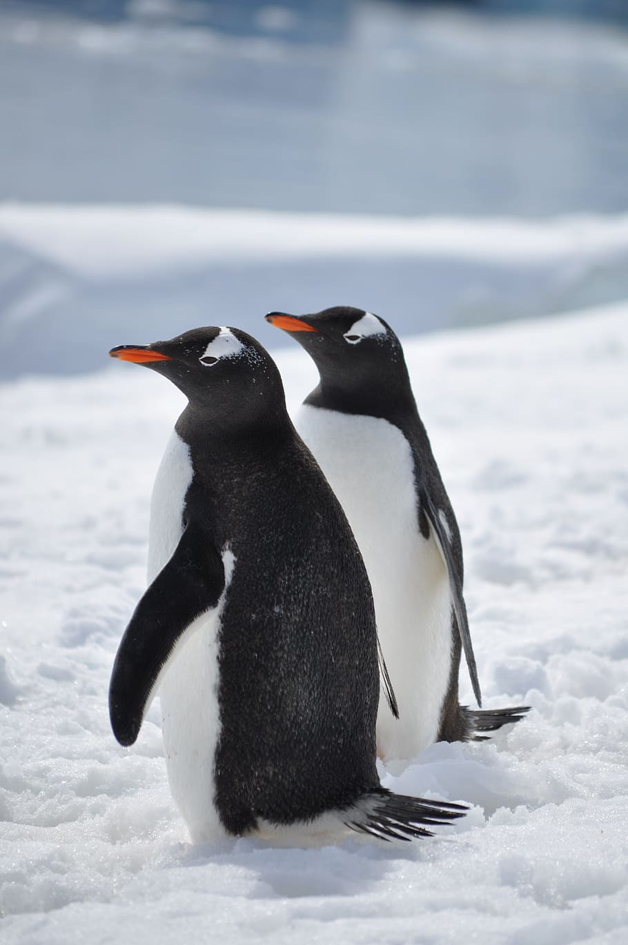two penguins on ice, antarctica, bird, south, snow, gentoo, cold