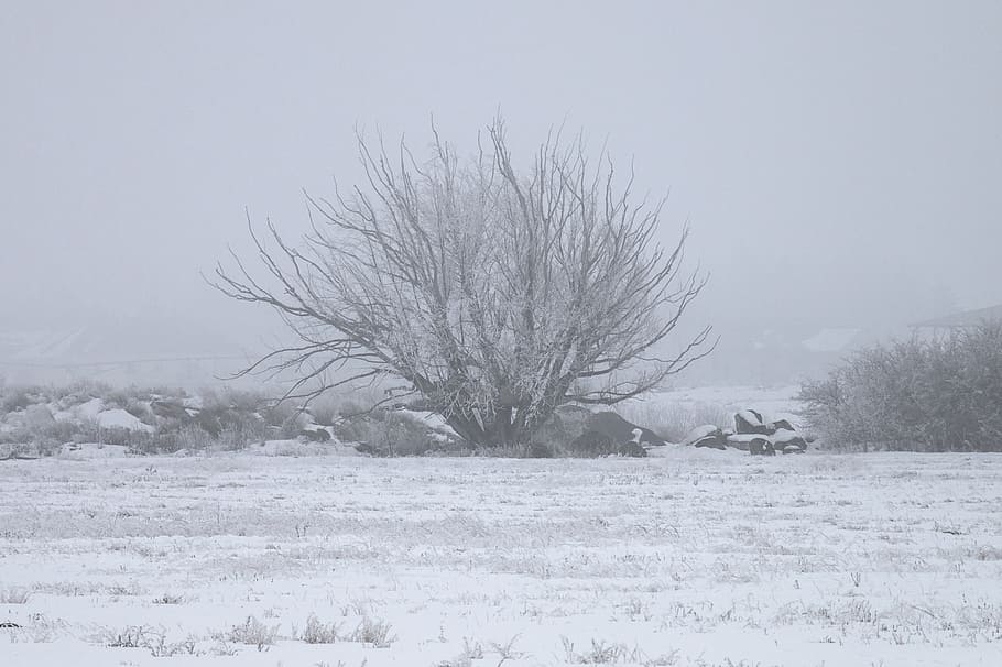 winter, ice fog, tree, cold, nature, landscape, snow, cold temperature HD wallpaper