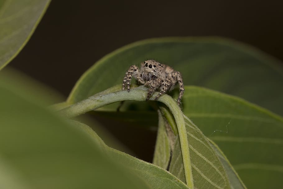 jump, spider, macro, plant part, leaf, animal wildlife, one animal HD wallpaper