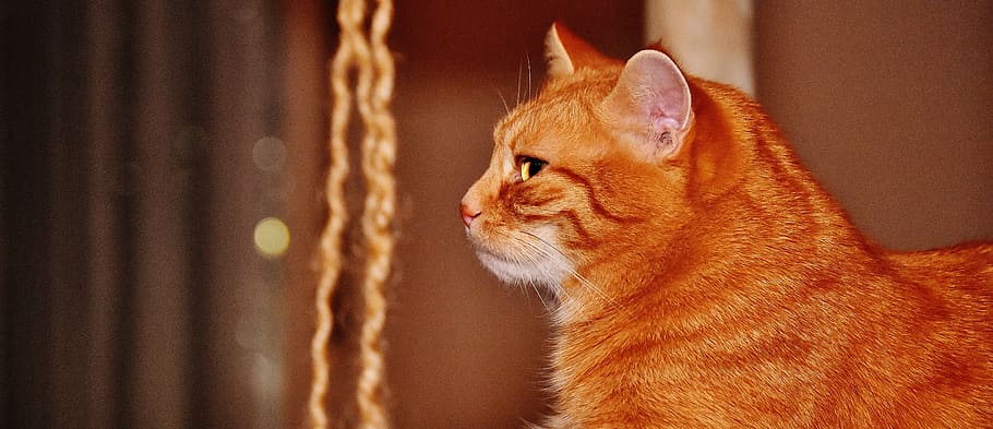 cat, red, funny, cute, mackerel, tiger, sweet, cuddly, animal HD wallpaper