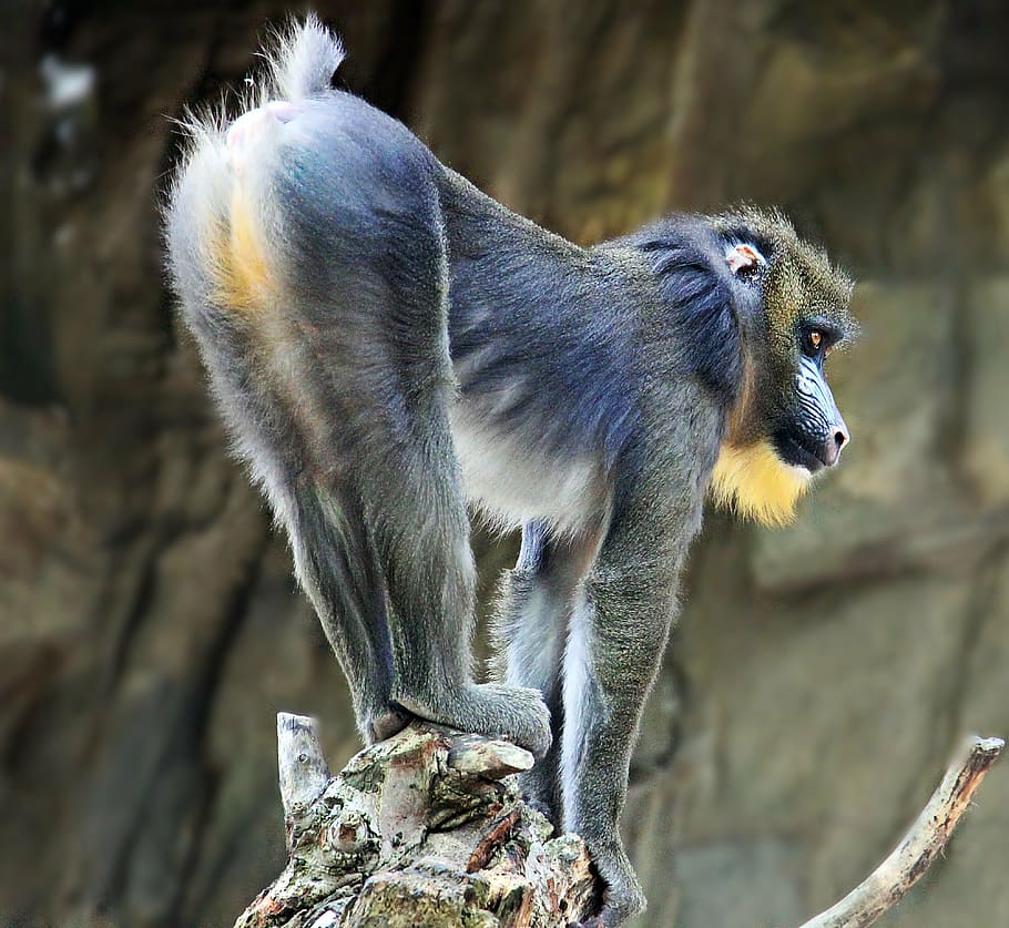 gray and blue primate on tree trunk, monkey, zoo, animal world