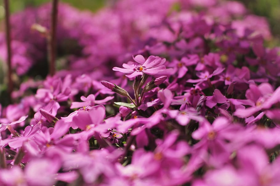 flora, flowers tiny, purple, pink, spring, background, plant HD wallpaper