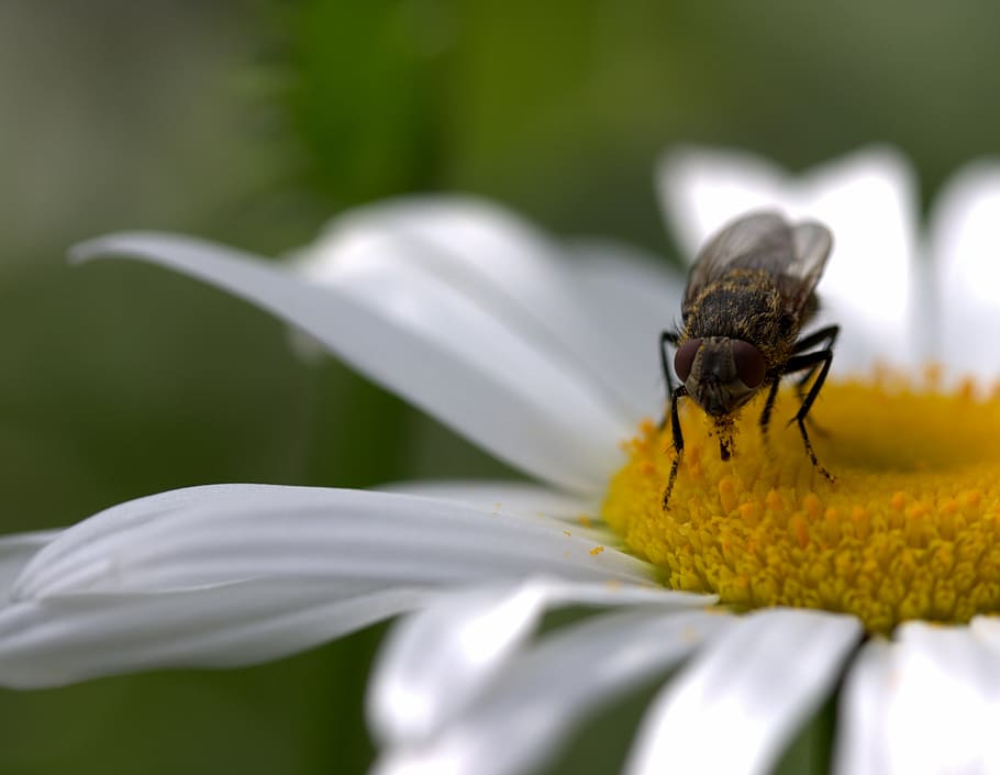 fly, daisy, pollen, work, insecta, nature, flower, white, plant HD wallpaper
