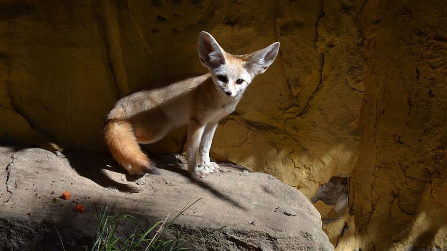 Fennec fox on rock pavement, Fennec, Fox, Zoo, Vulpes Zerda HD wallpaper