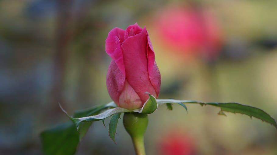 rose, a rose, flower, pink, romance, nature, pink roses, flowers HD wallpaper