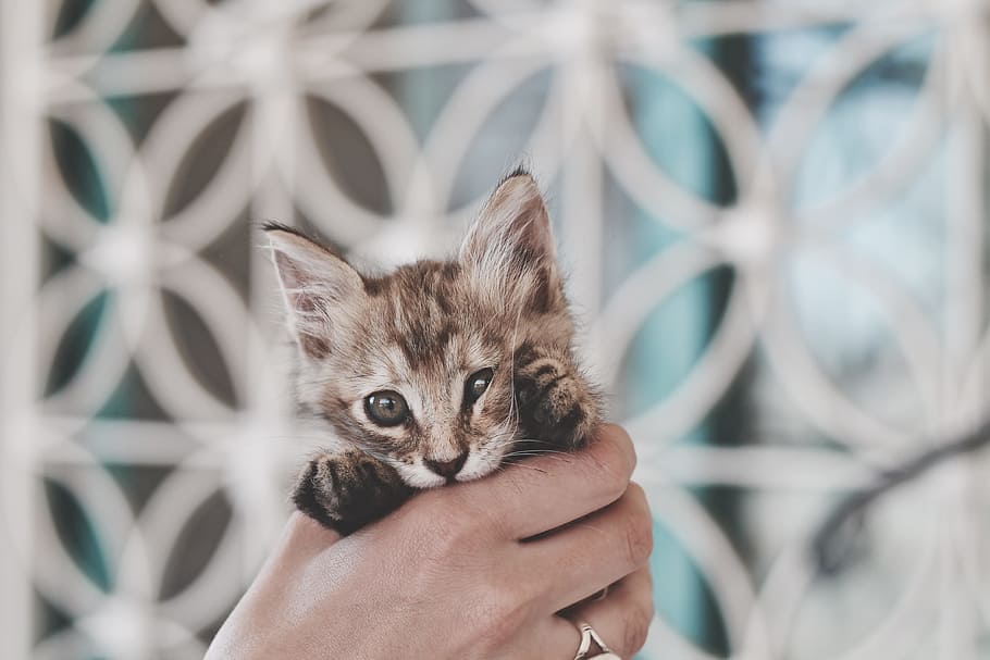 brown tabby kitten, person holding gray kitten, cat, pet, hand HD wallpaper