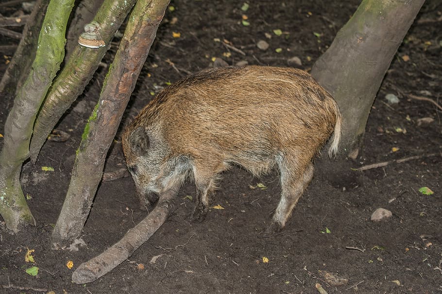 boar, launchy, mammal, young, young animal, nature, animal themes HD wallpaper