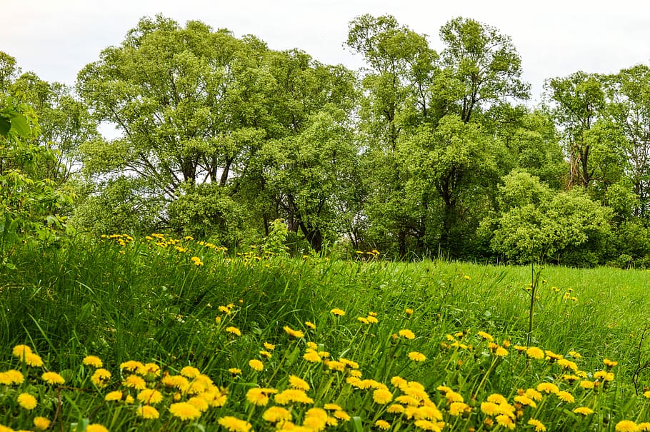 grass, meadow, field, nature, trees, forest, summer, green grass HD wallpaper