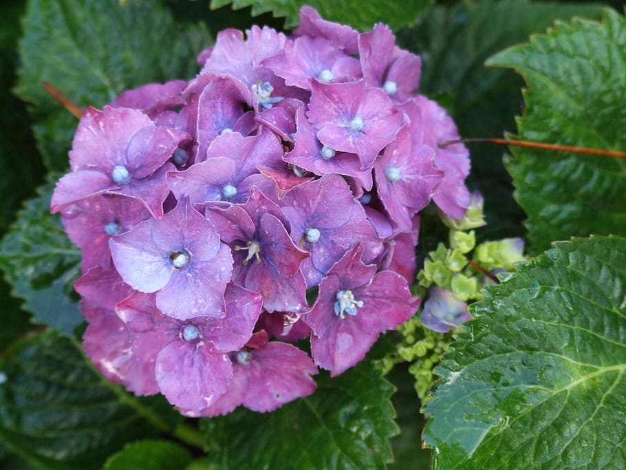 hydrangea, flower, closeup, garden, plant, vulnerability, fragility HD wallpaper