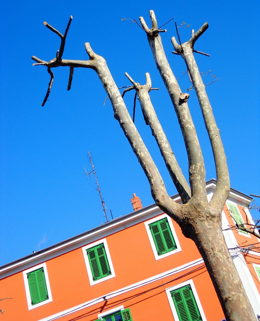 tree, spring, sky, branches, trunk, house, color, colorful HD wallpaper