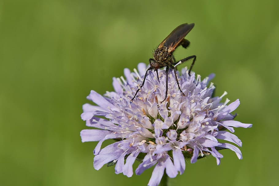 insect, flower, blossom, bloom, macro, nature, spring, close HD wallpaper