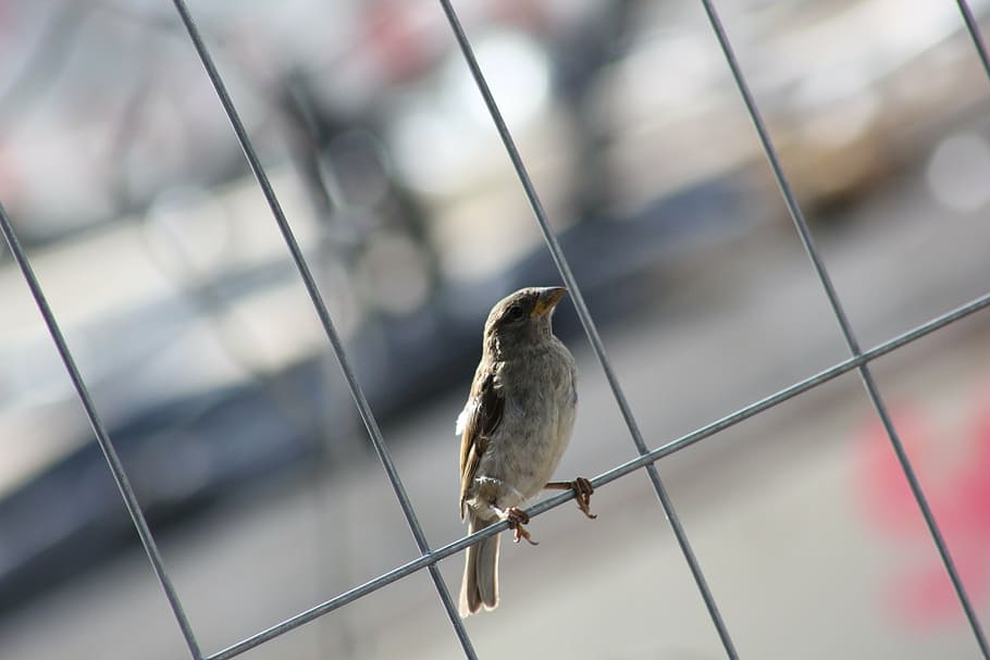 bird, sparrow, sperling, close, feather, fence, sparrows, animal wildlife HD wallpaper