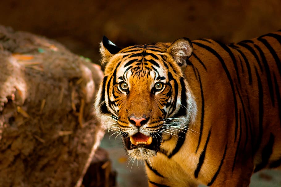 tiger near brown rock, animal, nature, wild, wildlife, cat, zoo, HD wallpaper