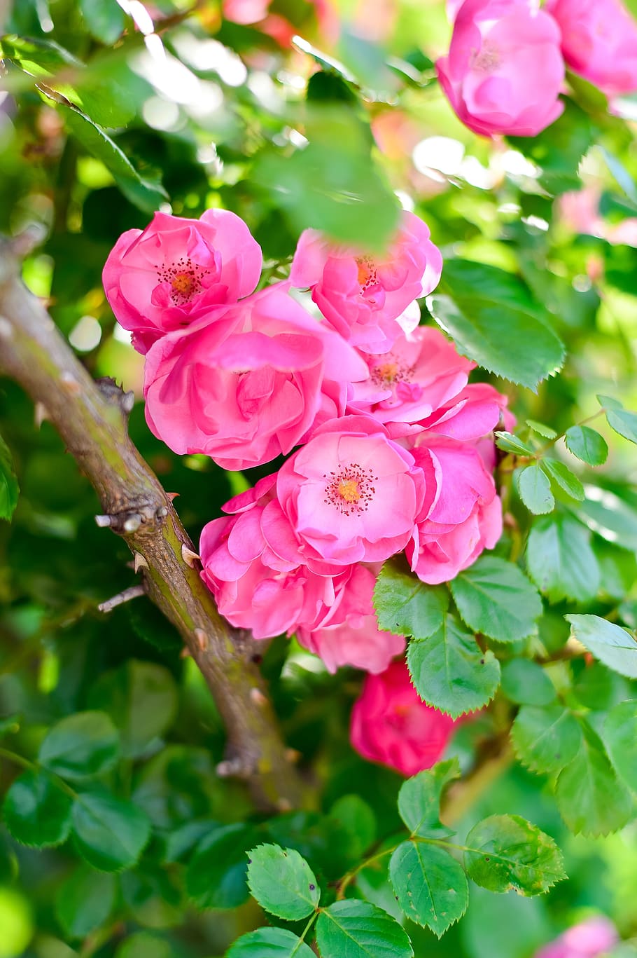 in the early summer, rose, roses, rose garden, plant, flowers, HD wallpaper