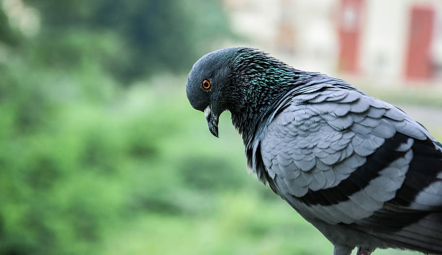 Pigeon looking down, black and gray bird, grey, feathers, animal wildlife HD wallpaper