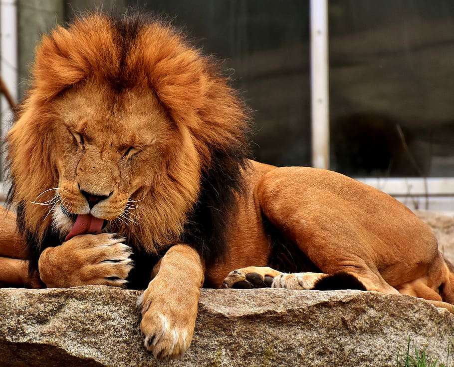 wildlife photography of lion licking foot, predator, dangerous HD wallpaper