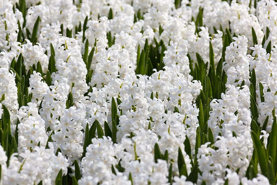 hyacinth, field, fields, blue, white, background, wallpaper HD wallpaper