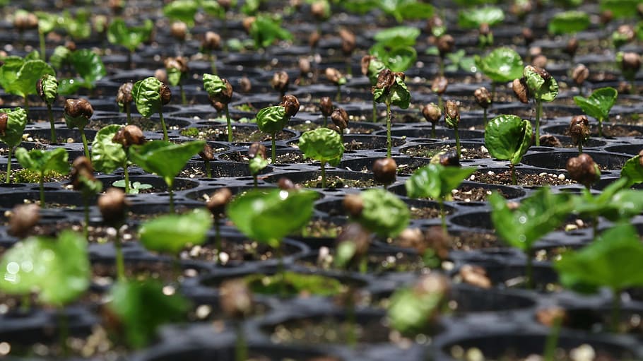 coffee seed, fresh, agriculture, selective focus, plant, growth HD wallpaper