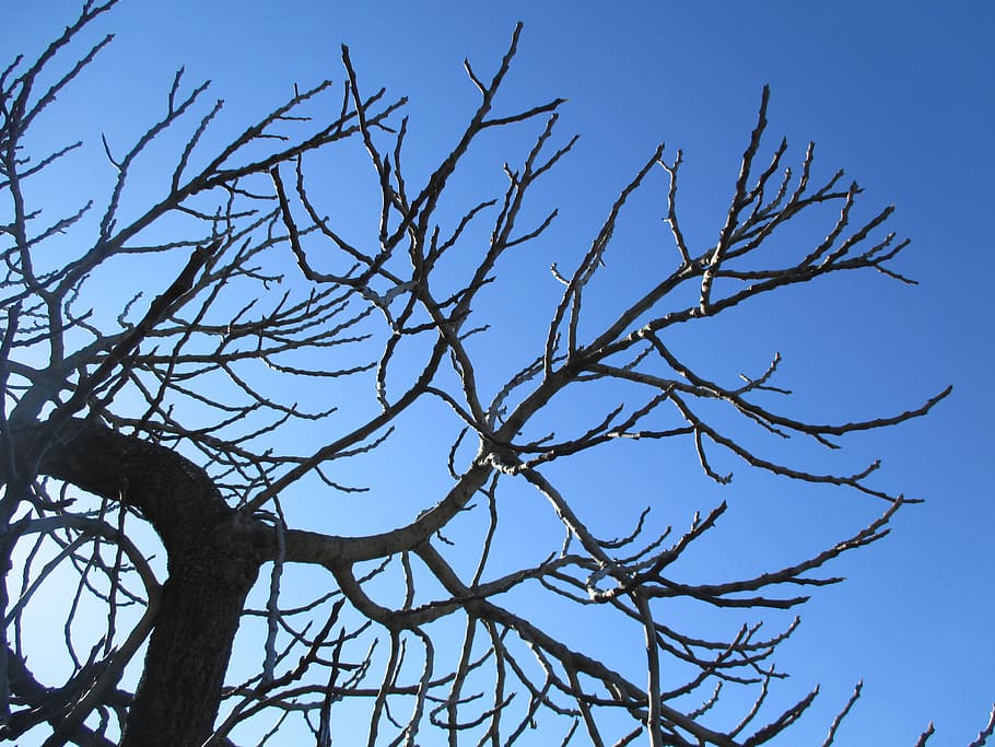 tree, sky, autumn, blue, branch, plant, bare tree, low angle view HD wallpaper