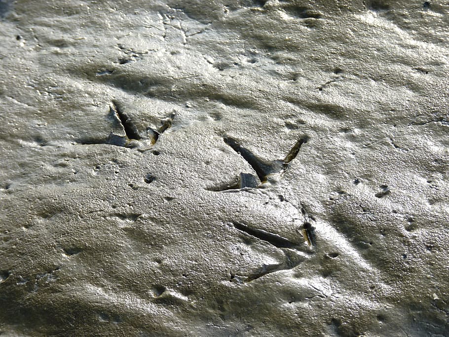 traces, bird, seagull, sand, beach, reprint, bird tracks, animal track, HD wallpaper