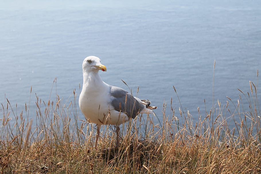 Seagull, Animal, Wait, Bird, one animal, animals in the wild HD wallpaper