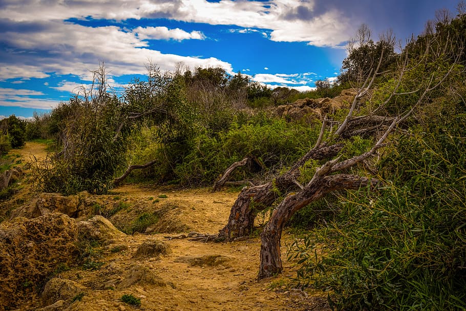 path, nature, tree, landscape, sky, clouds, cloudy, winter HD wallpaper