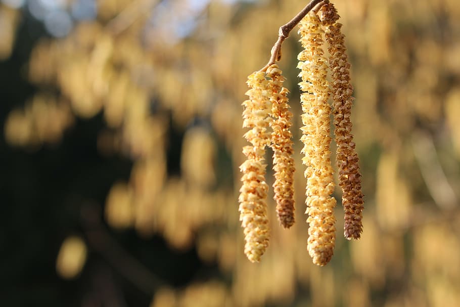 tree, flower, spring, focus on foreground, close-up, plant HD wallpaper