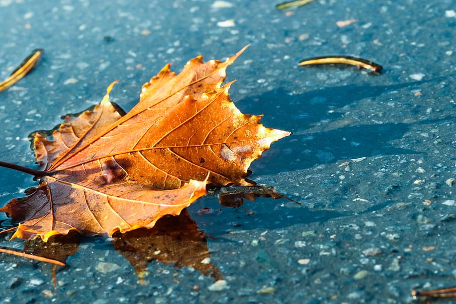 leaf, autumn, puddle, fall, nature, plant part, change, close-up HD wallpaper