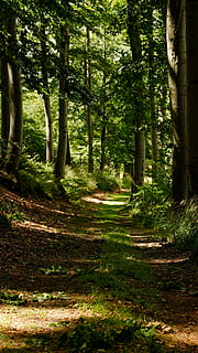 path, wood, forest, trail, hiking, tree, sunlight, foliage HD wallpaper