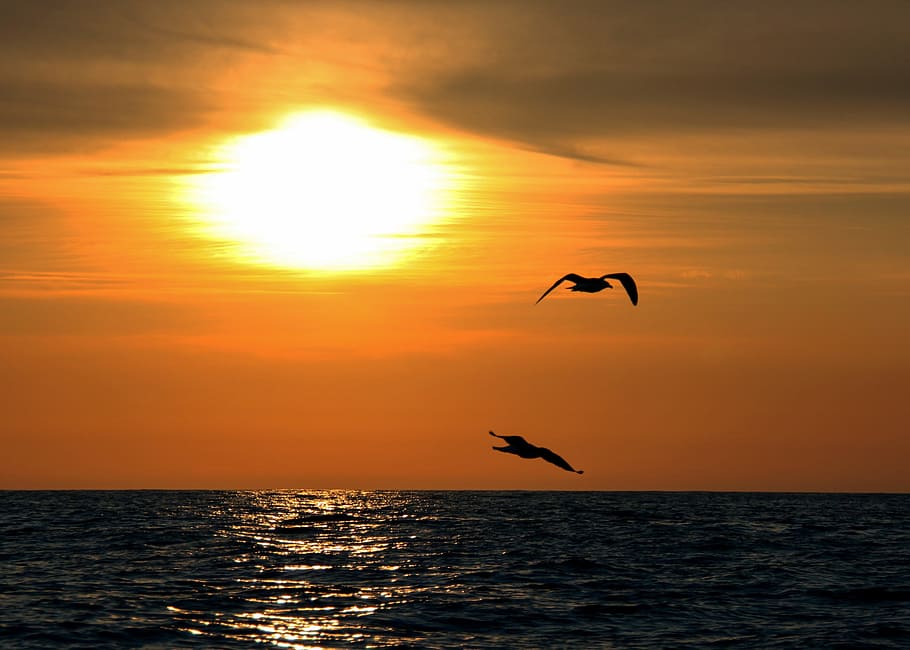 two birds flying above the sea, bergen, norway, sunset, ocean