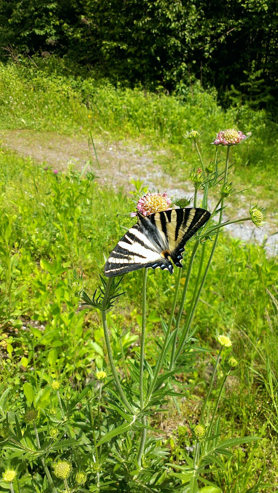 butterfly, flower, grass, plant, animal themes, animal wildlife HD wallpaper