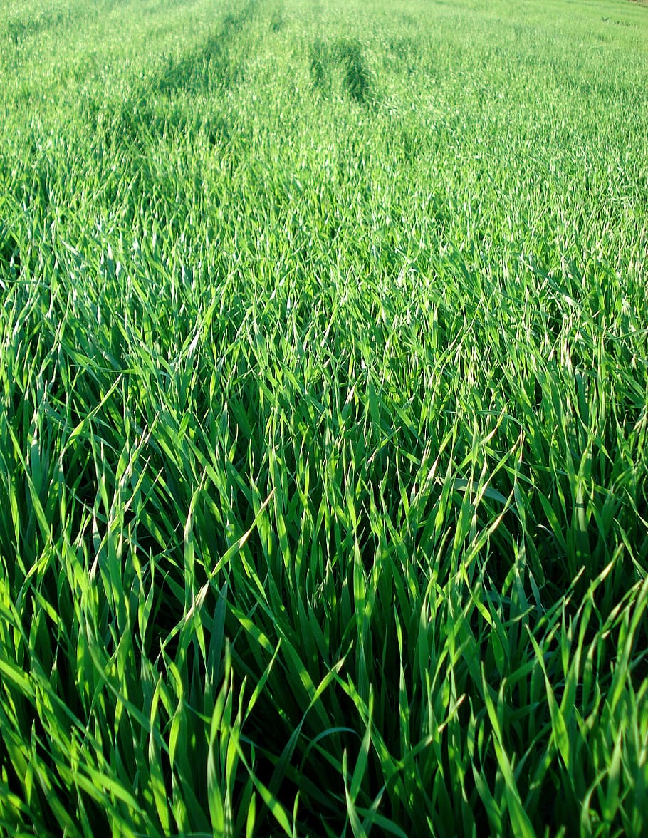 field, grass, wheat, greens, plants, floral, background, nature HD wallpaper