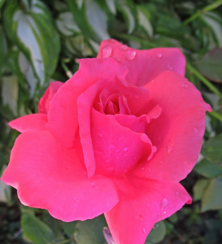 rain, flower, rose, flowering plant, beauty in nature, petal HD wallpaper