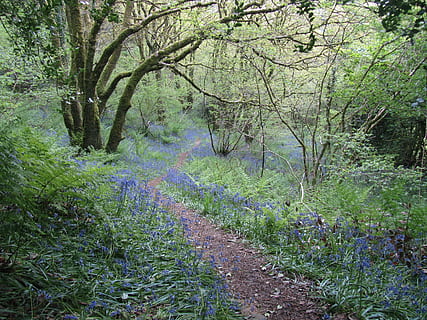 photography of blue flower field, wales, walk, path, bluebell HD wallpaper