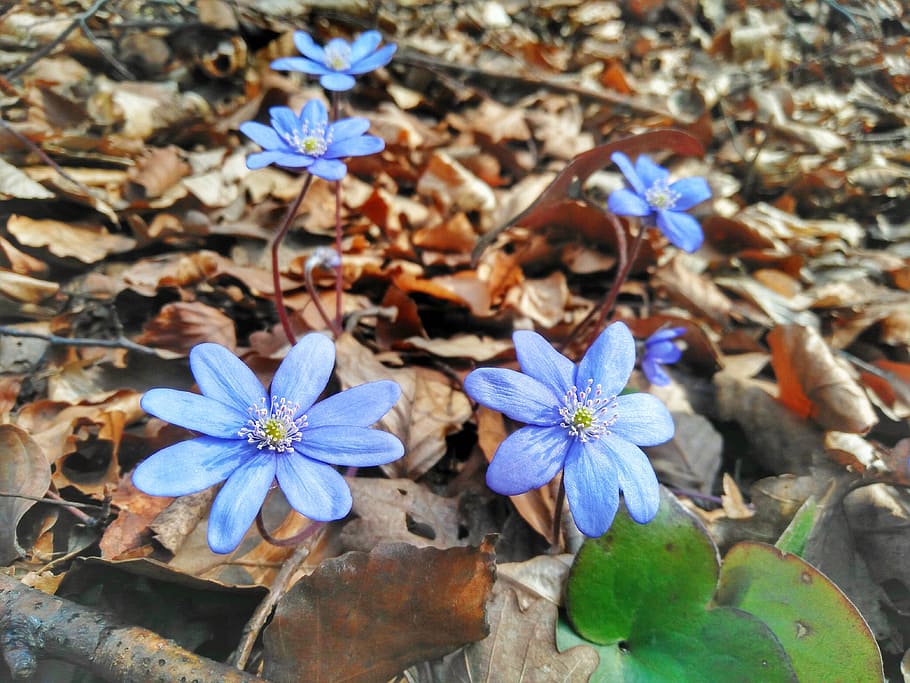 flowers, spring, mecsek, hungary, flowering plant, freshness HD wallpaper