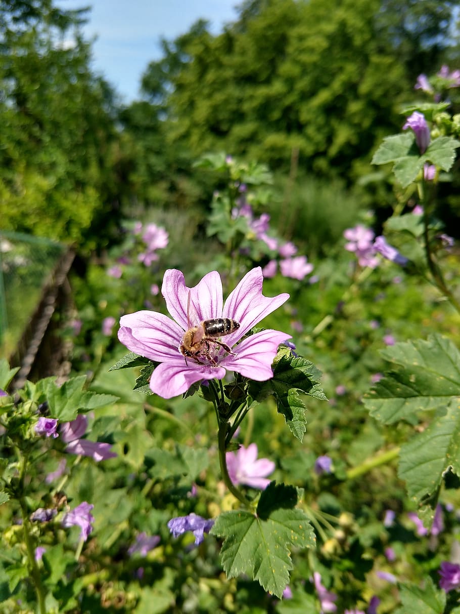 bee, flower, violet, nature, summer, flowering plant, freshness HD wallpaper