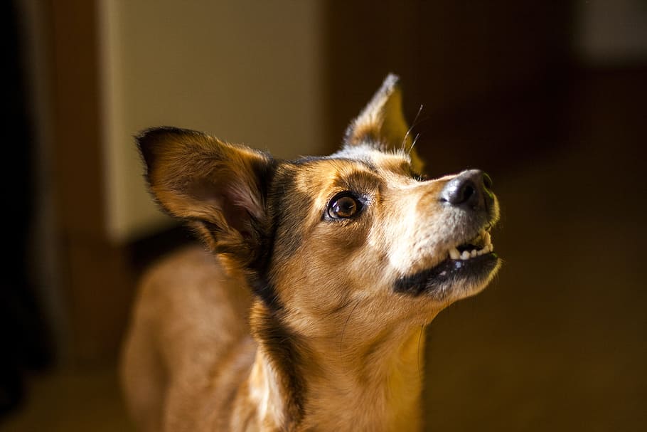 closeup view of medium tan dog, learn, tricks, training, hybrid HD wallpaper
