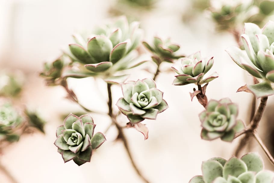 green Prince succulent, selective focus photograph of green leafed flower plant HD wallpaper