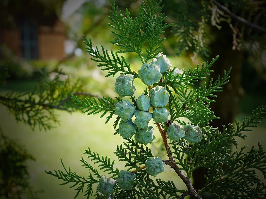 cypress, fruit, green, tree, green color, plant, growth, no people HD wallpaper