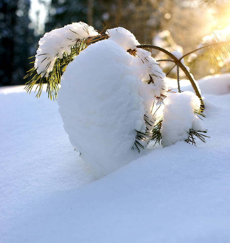 close up of snow field, pine, winter, winter forest, landscape HD wallpaper