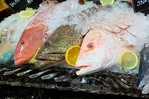 Fish, Seafood, Dinner, Fresh, delicious, ocean, cooking, nutrition HD wallpaper