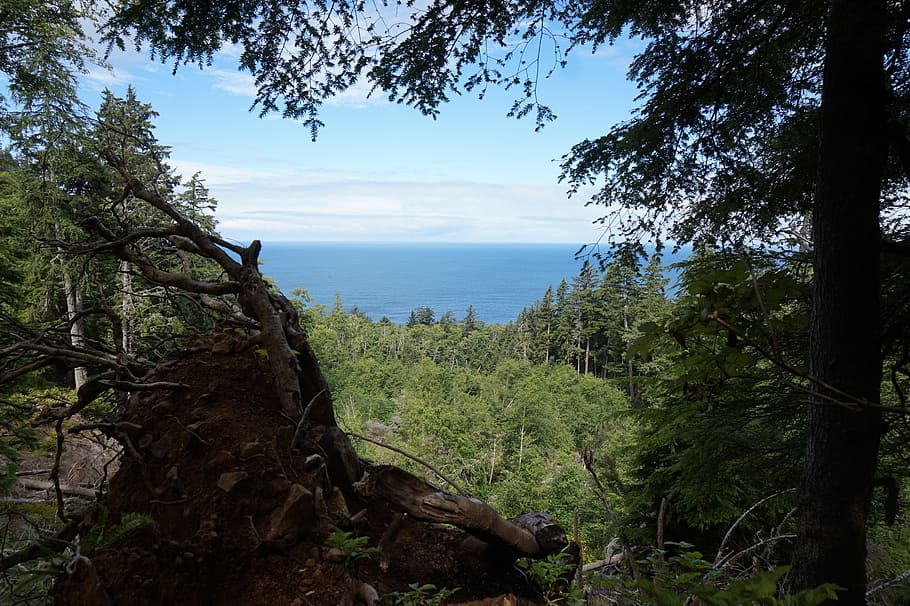 scenic, ocean, trail, trees, beautiful, plant, water, sky, tranquility HD wallpaper