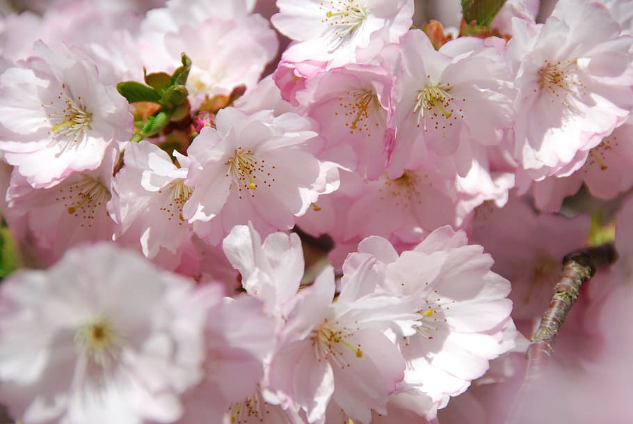 cherry blossom, spring, flowering trees, flowering plant, freshness HD wallpaper