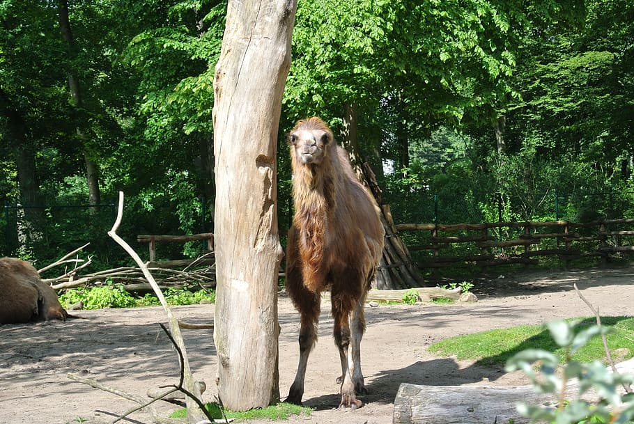 camel, wild, nature, dom, tree, mammal, plant, animal, animal themes HD wallpaper
