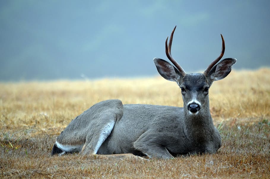 Deer, Buck, Pointer, Wildlife, two-pointer, mammal, male, nature HD wallpaper