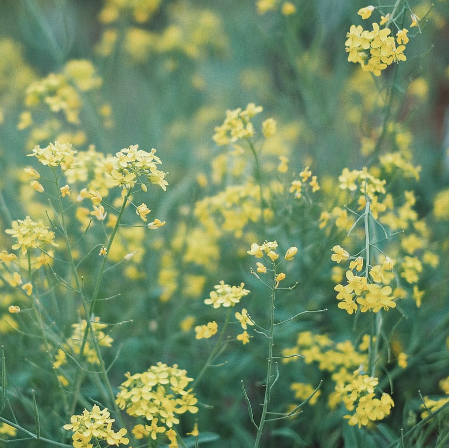 selective focus photography of yellow petaled flower, selective focus photo of yellow petaled flower HD wallpaper