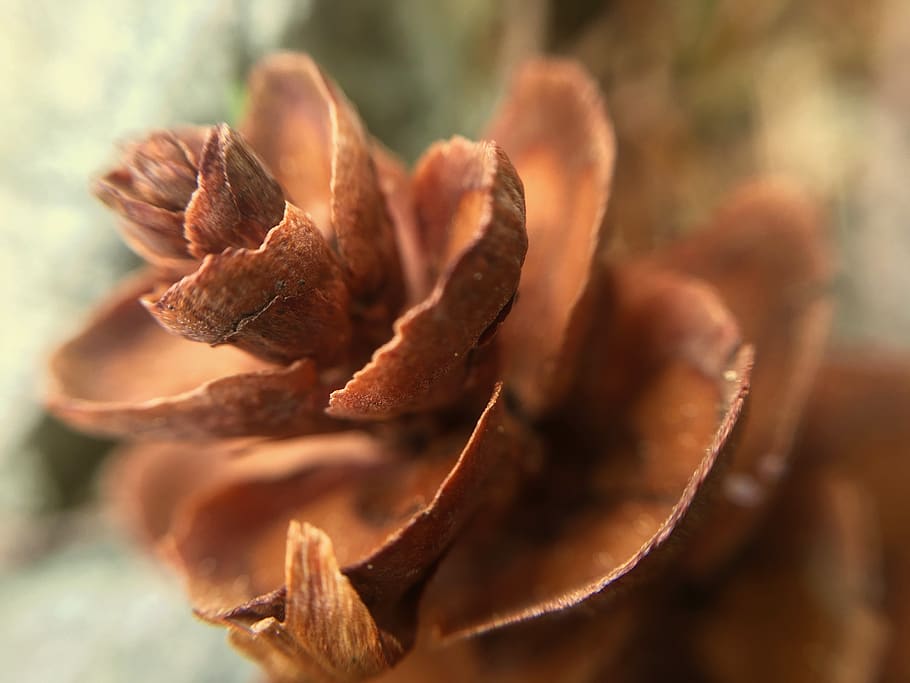 pinecone, nature, conifer, close-up, plant, focus on foreground HD wallpaper