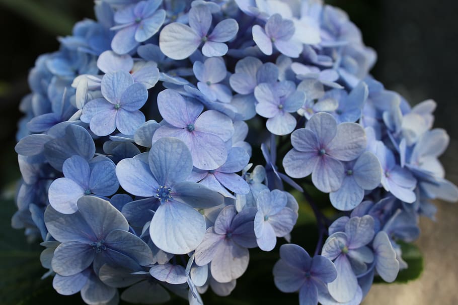 hydrangea, flower, blue, floral, garden, nature, plant, spring HD wallpaper